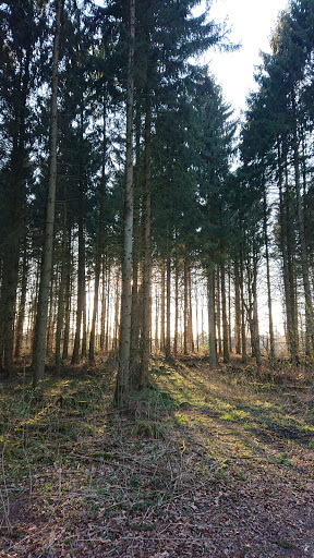 Kelleris Hegn