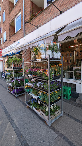 Orkide Blomster