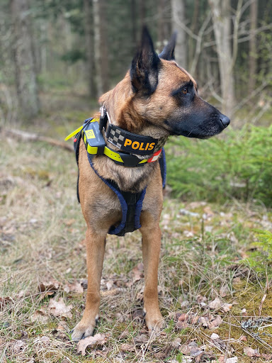 Ysbygårdens Hundpensionat &amp; Dagis