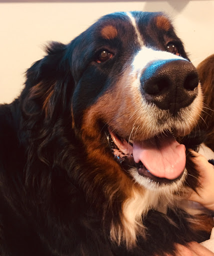 Zone 1 - zoneterapi til hund og kat
