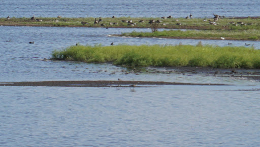 ASSERHOLM HUNDE- og KATTEPENSION