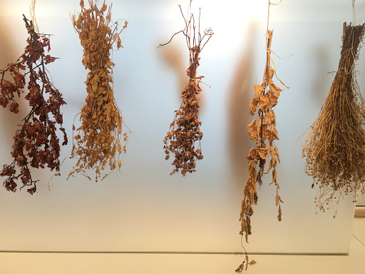 Naturmedicinsk Museum