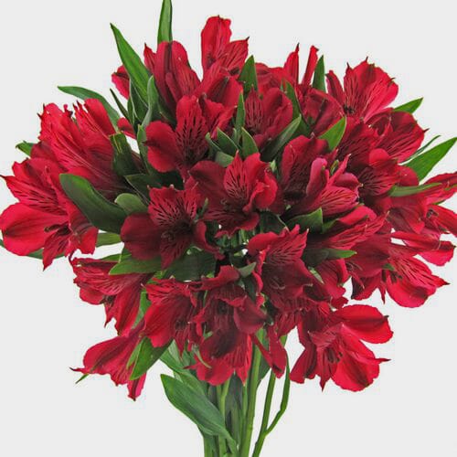 SweetFlower.dk - Send blomster samme dag