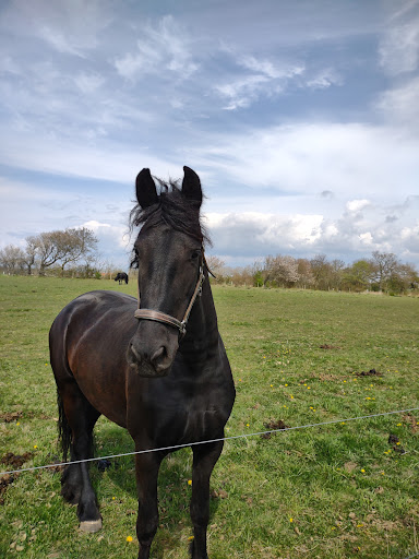 Aftonmora Friesians