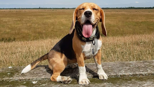 Beatrice K9 dog behavior and daycare