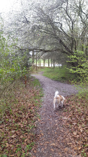 Himmelev skov, Kildemosen