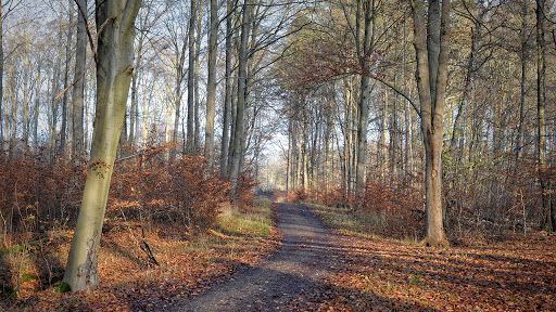 Jonstrup Vang, Hareskoven