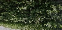Mentha Denmark