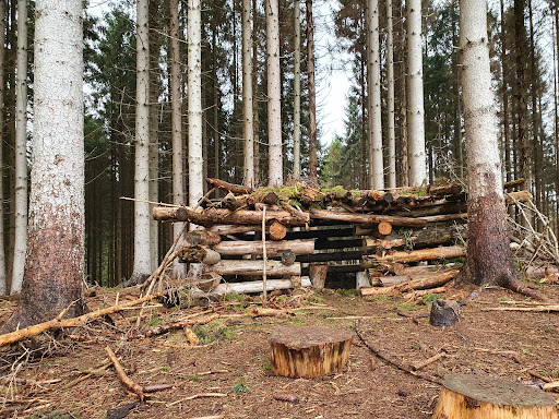 Skovgynge