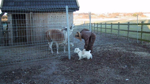 Vejlegaarden hundepension