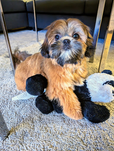 Alfa Hundesalon
