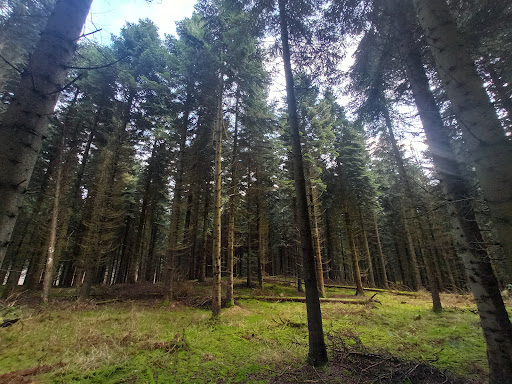 Annebjerg Skov
