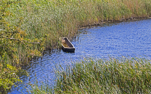 Bumlebjerg