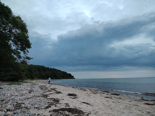 Høve skov ved stranden