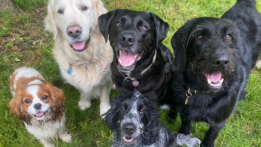 Hundehaven Logrende Haler ApS