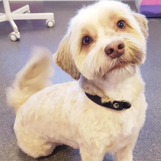Julie's Hundesalon