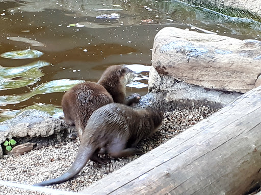 Odsherred Zoo Rescue