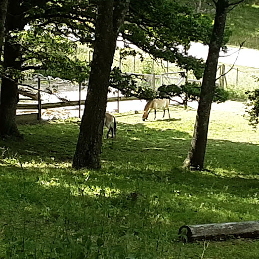 Stall Tjärbyskog