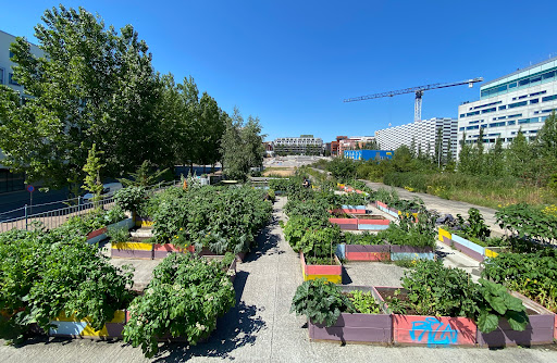 Stapelbäddens Trädgård - Stadsodling