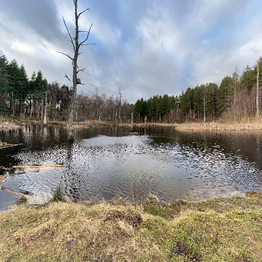 Store Brænteljung
